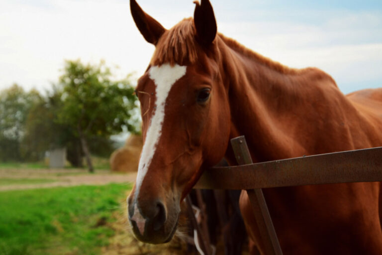 Cranberry Seed Oil Benefits for Horses