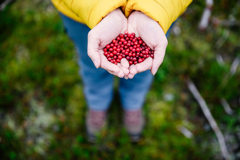 Cranberry Seed Oil and Cushing’s Disease in Horses