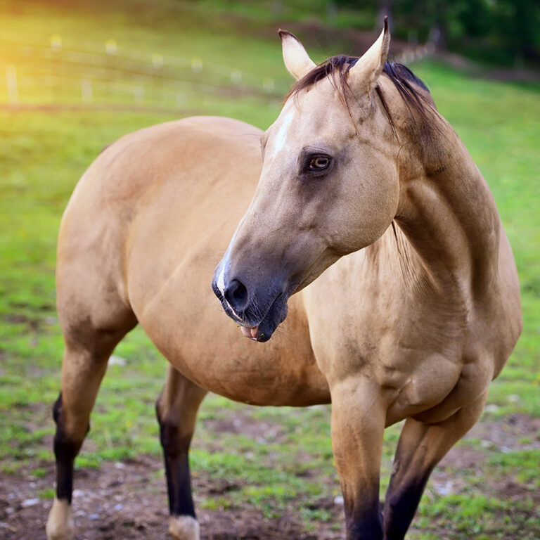 Health Issues Associated with Horses in Florida