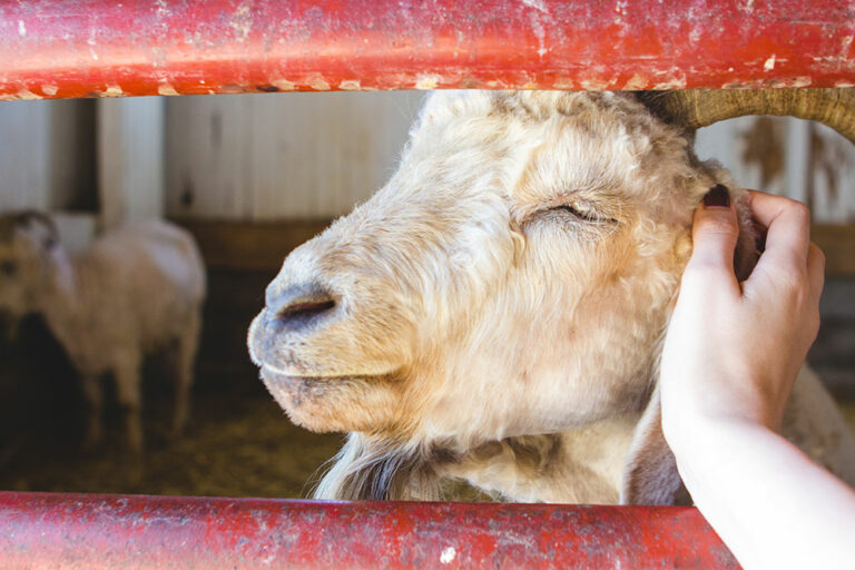 Enhance Your Goats’ Health with Cranberry Seed Oil