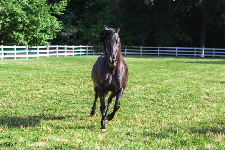 Sweat Itch in Horses: How to Prevent It and Keep Your Horse Healthy and Happy