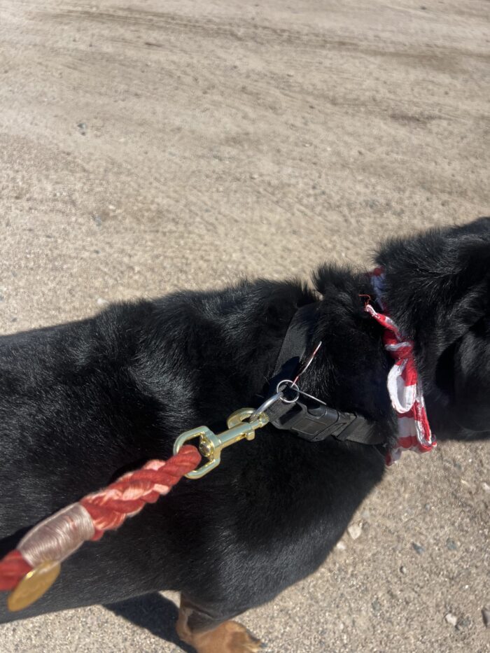 The Arizona Cotton Rope Dog Leash, Standard 5FT - Image 5