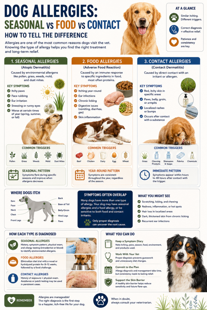 Educational infographic comparing dog allergies:Seasonal vs Food vs Contact. Includes symptoms, common triggers, body itch locations, seasonal patterns, diagnostic methods, and treatment guidance. Features dogs, allergy icons, pollen and food graphics, and a clean veterinary-style Pinterest infographic layout.
