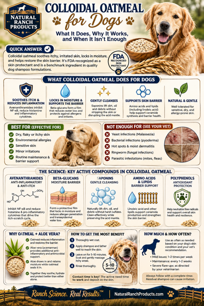 Natural Ranch Products infographic explaining how colloidal oatmeal helps dogs with dry, itchy, and sensitive skin, including its soothing, moisturizing, cleansing, and skin-barrier benefits, key compounds such as avenanthamides and beta-glucans, bathing instructions, and when veterinary treatment is needed. Colloidal Oatmeal for Dogs