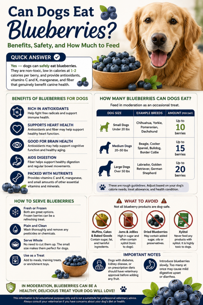 Infographic explaining that dogs can eat blueberries in moderation, highlighting antioxidant, vitamin C, vitamin K, manganese, and fiber benefits, recommended serving amounts by dog size, safe feeding tips, foods to avoid such as muffins, jams, dried blueberries with additives, and xylitol-containing products, plus precautions for dogs with diabetes or kidney disease.